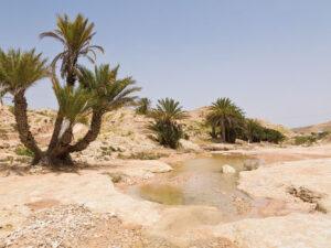OASIS DE KSAR HALLOUF